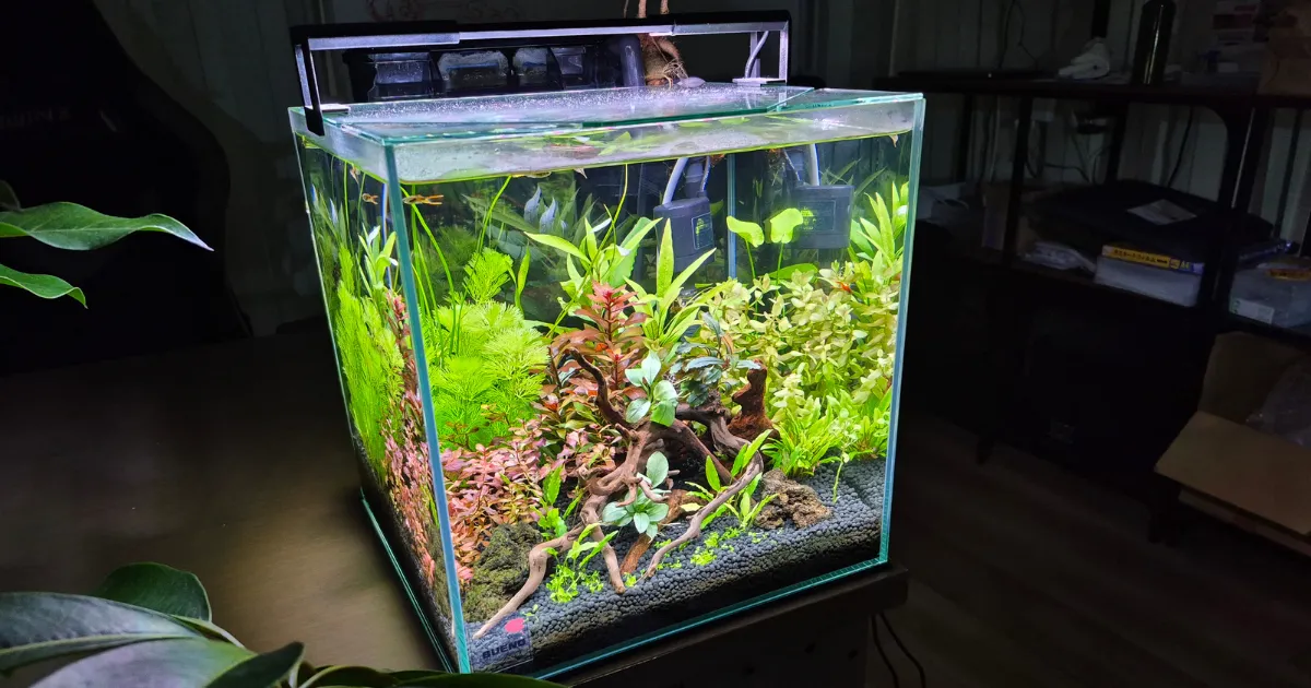 足立区アクアレンタリウム本社の30cm水草水槽