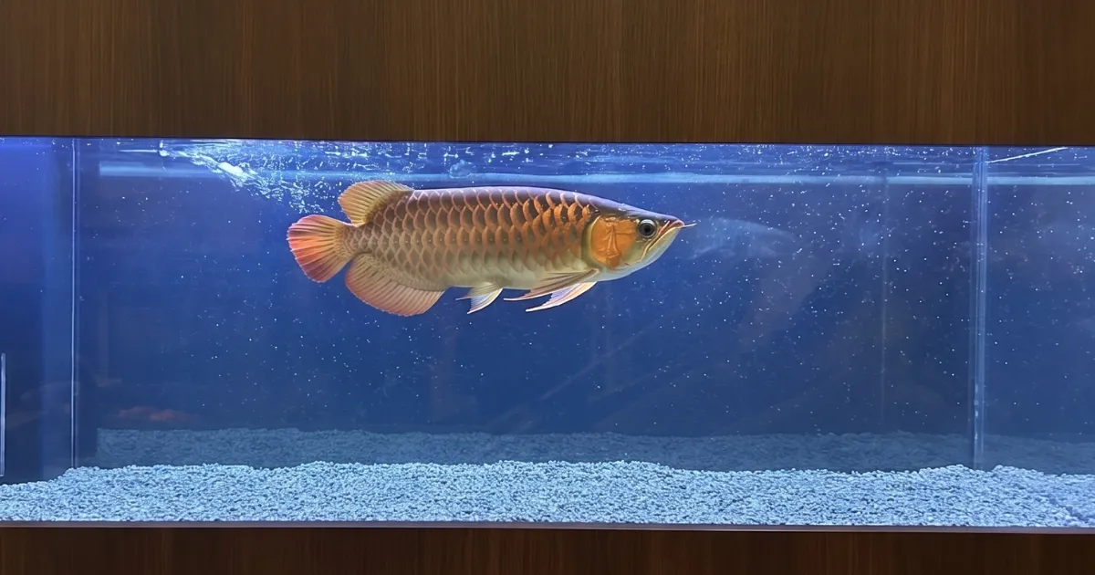 150cmアロワナ水槽