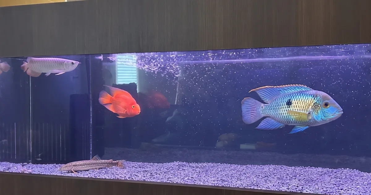 180cmアロワナ水槽