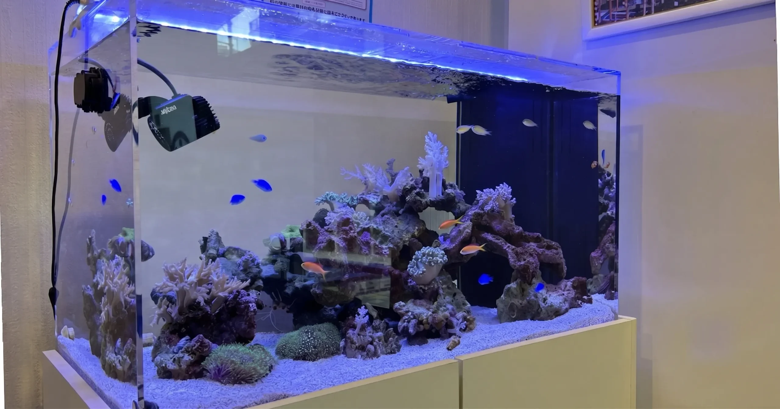 安定して管理された90cmサンゴ・海水魚水槽