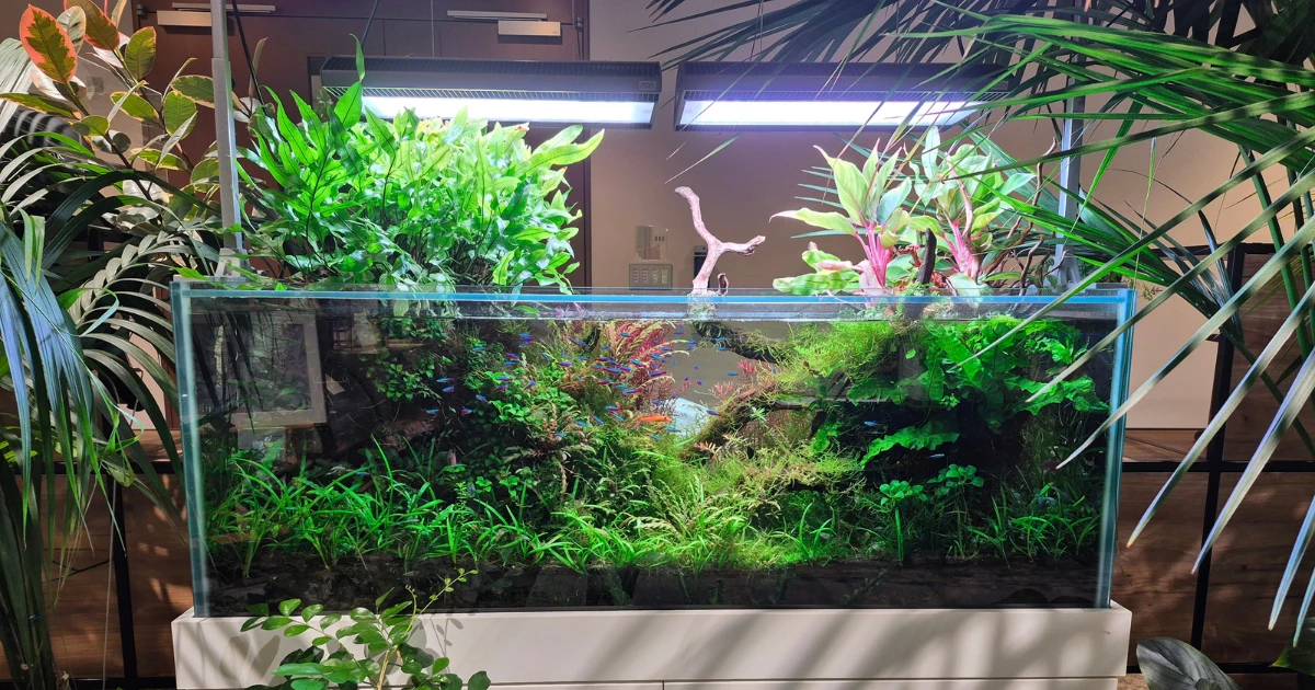 中央区IT企業の120cm水草水槽 観葉植物との一体感