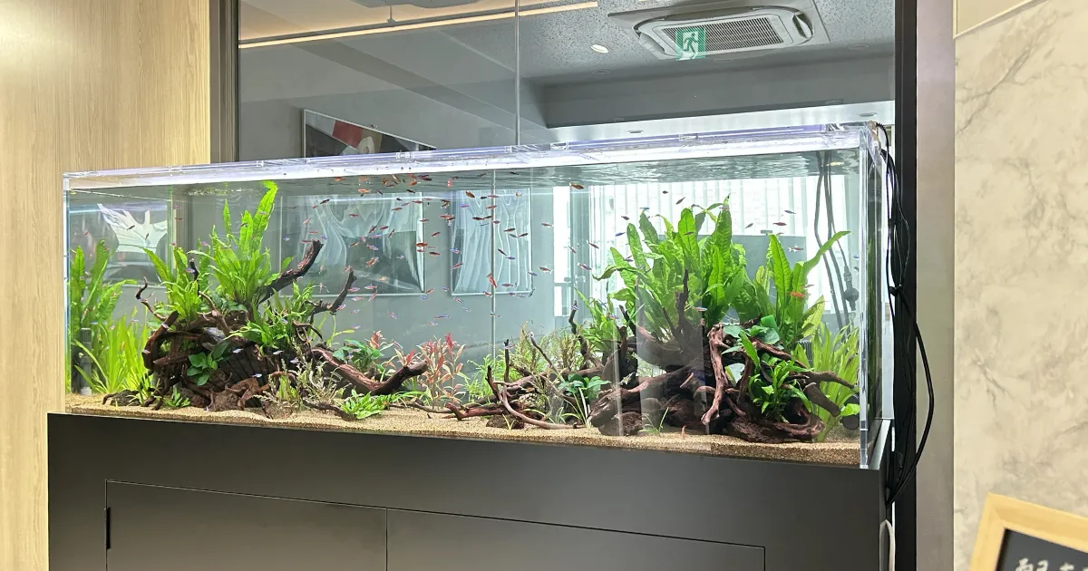 新宿区不動産会社の150cm熱帯魚水槽