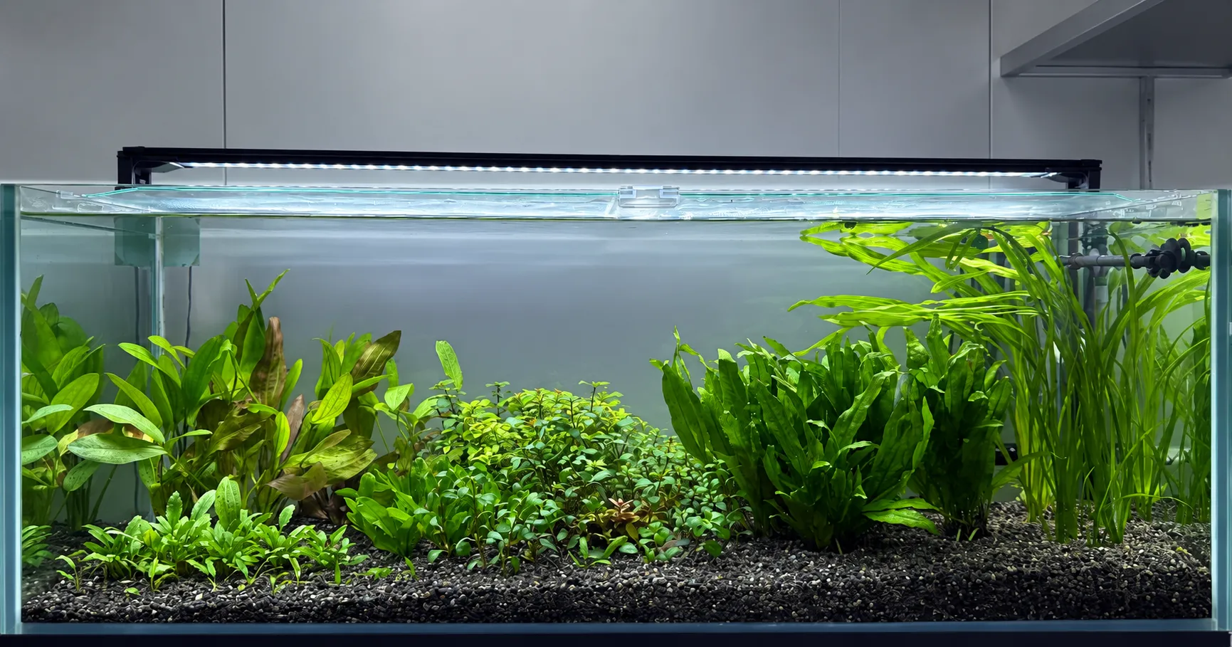 アクアレンタリウムの水草ストック・コンディション管理水槽