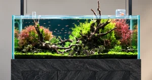 水槽管理