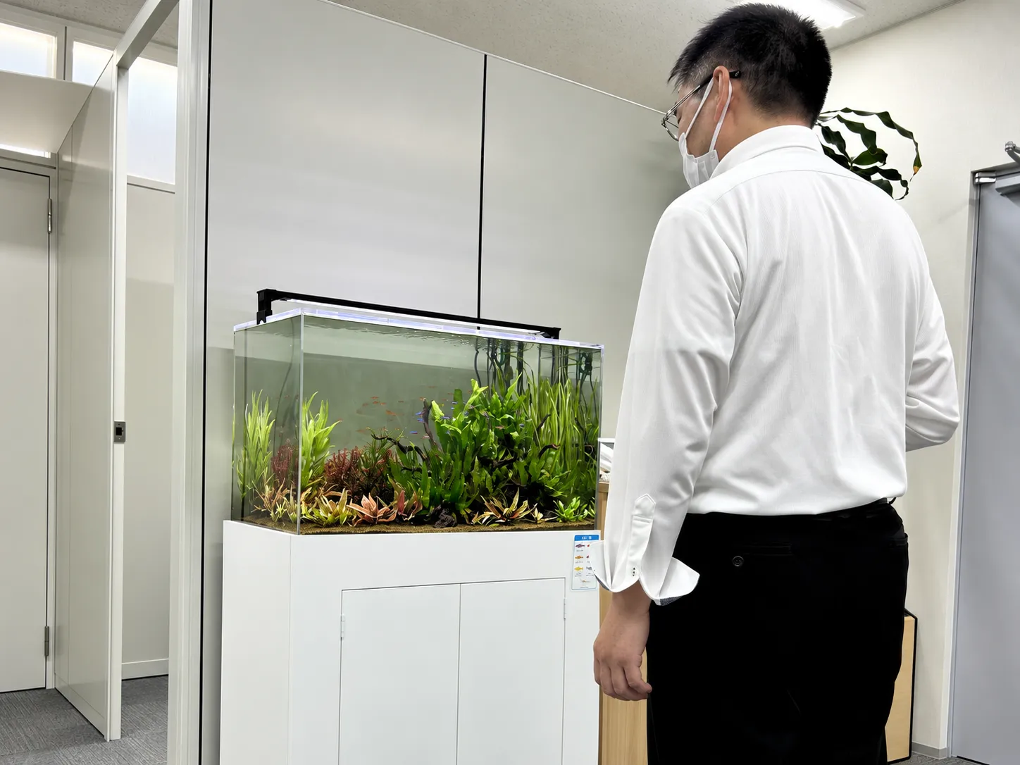 水草をふんだんに使った90cm水槽のレイアウト