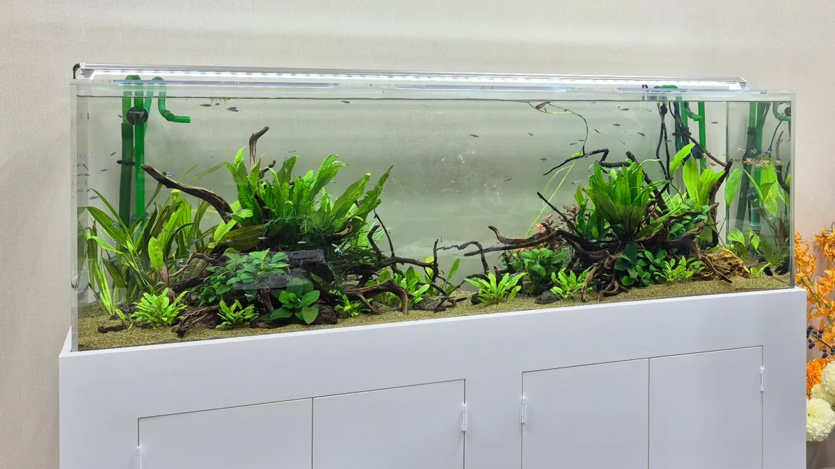 流木と水草でレイアウトした150cm熱帯魚水槽