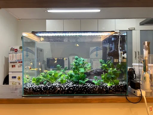 新品水槽に交換した後の60cm熱帯魚水槽
