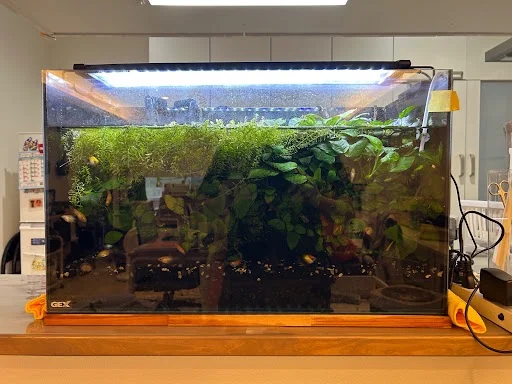 水漏れしていた60cm熱帯魚水槽(交換前)