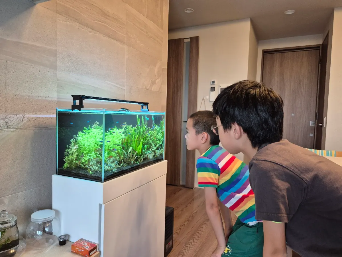 リビングの60cm水草水槽をのぞき込む子どもたち