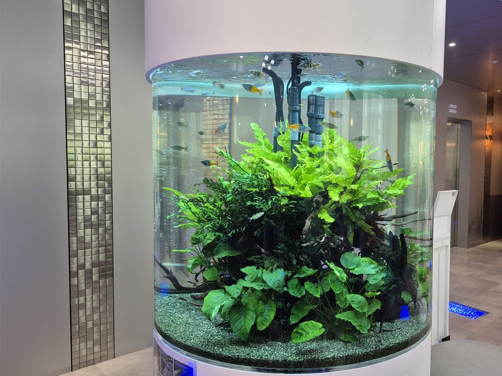 円柱水槽の水草レイアウト(アップ)