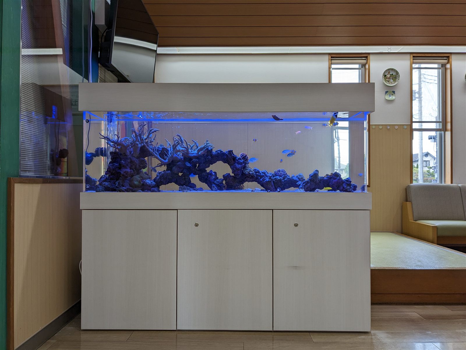 ライブロックを組んだ150cm海水魚水槽(正面)