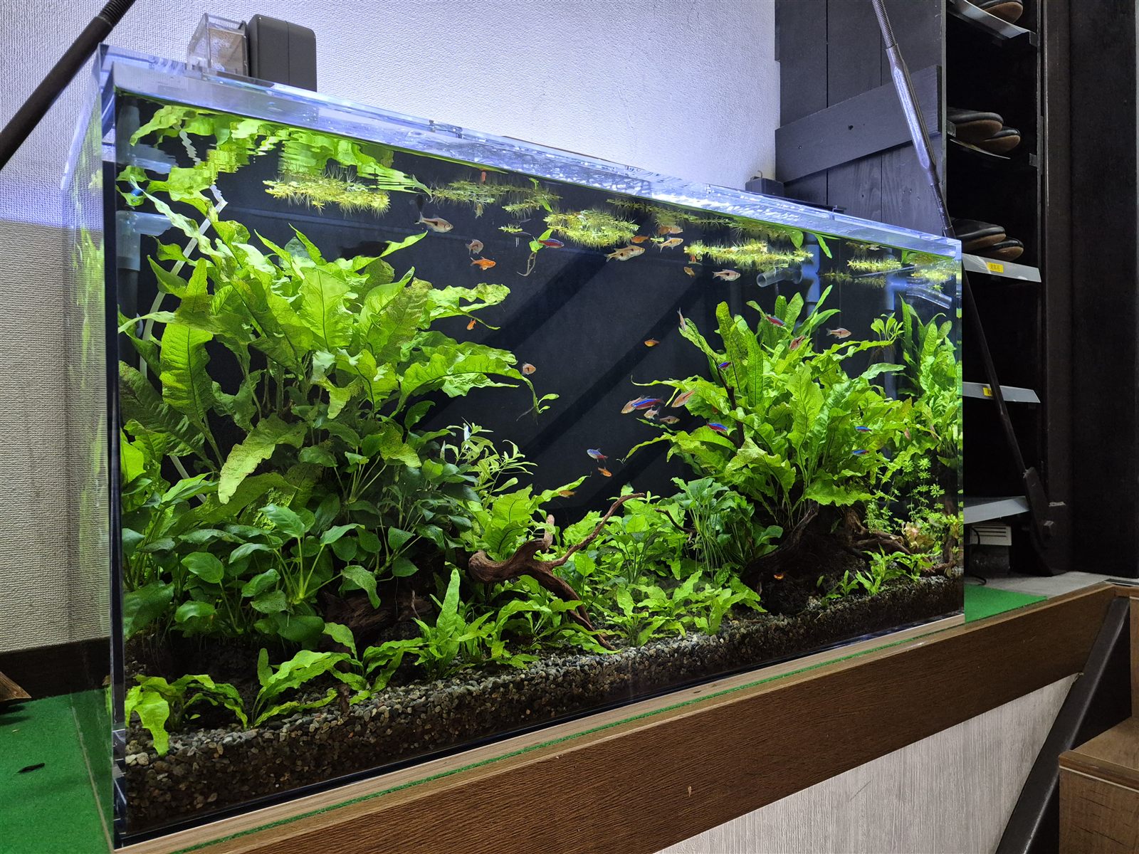 埼玉県戸田市の企業に設置した100cm熱帯魚・水草水槽