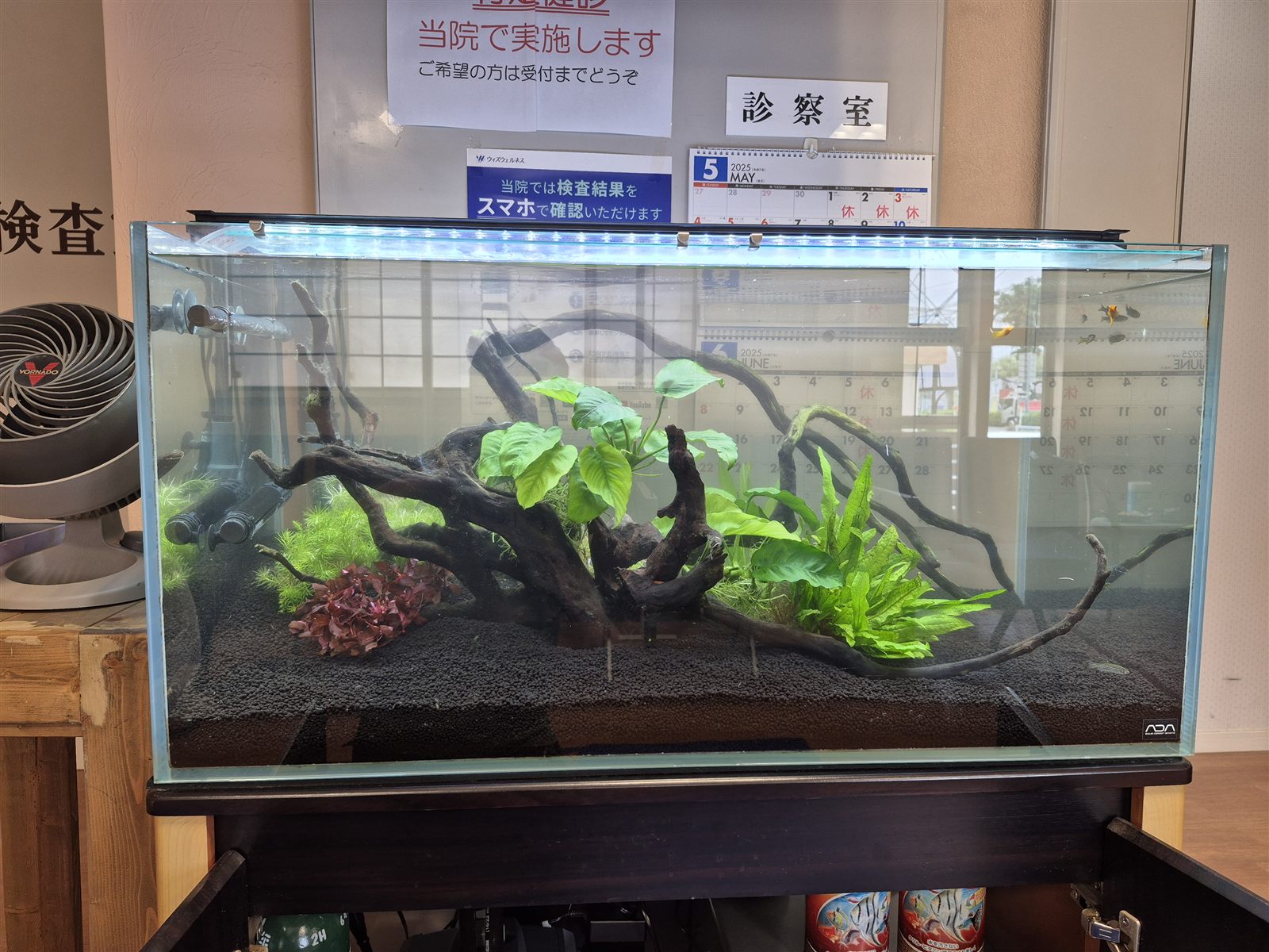 リニューアルして間もない90cm水草水槽(もとの流木を生かした三角構図)