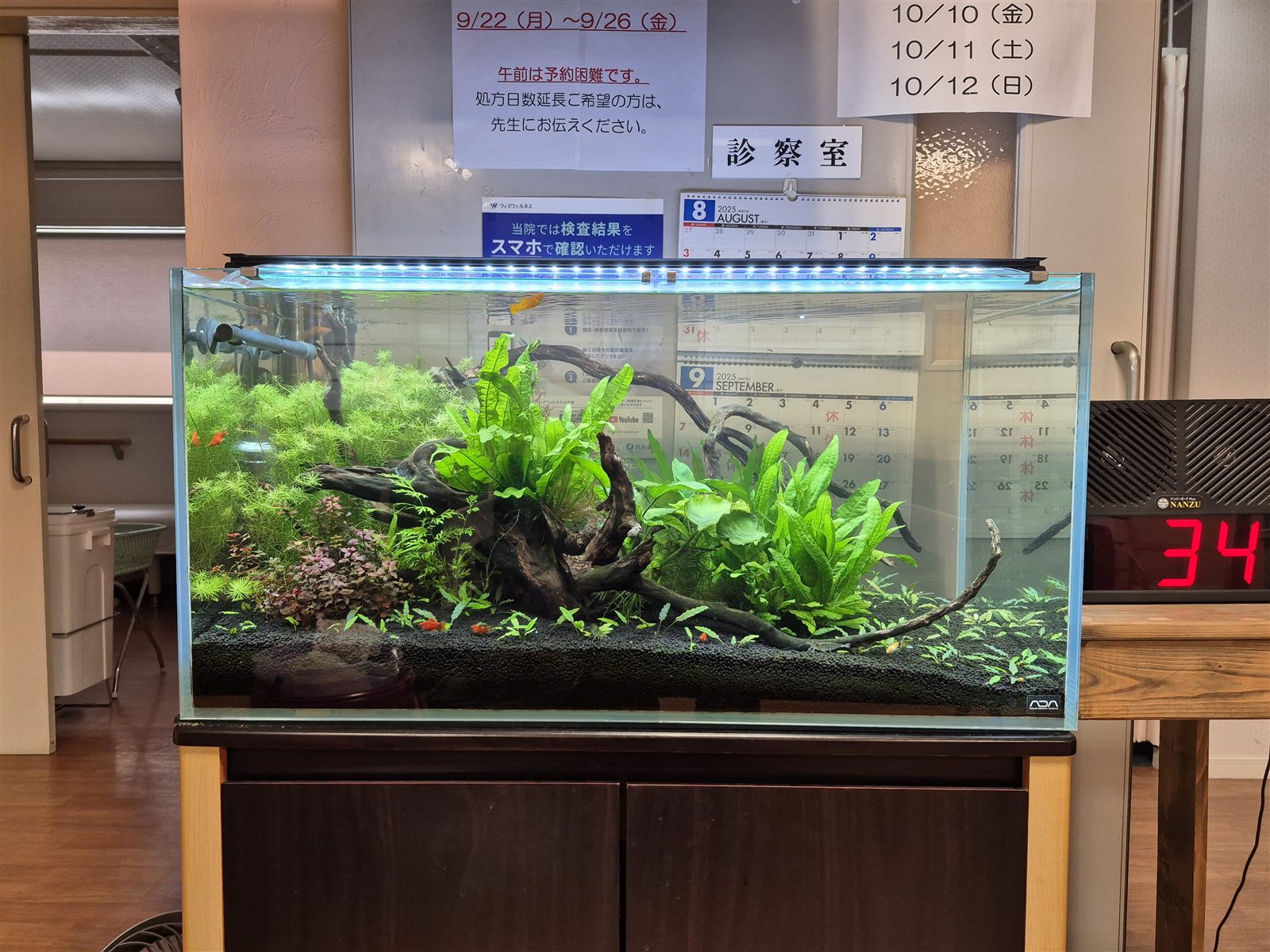 水草が育ってきた90cm水草水槽