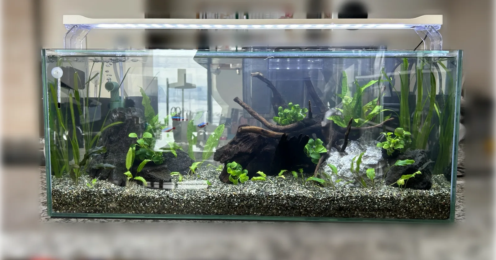 東京都江東区豊洲のタワーマンションで出張水槽掃除を行った60cm水草水槽