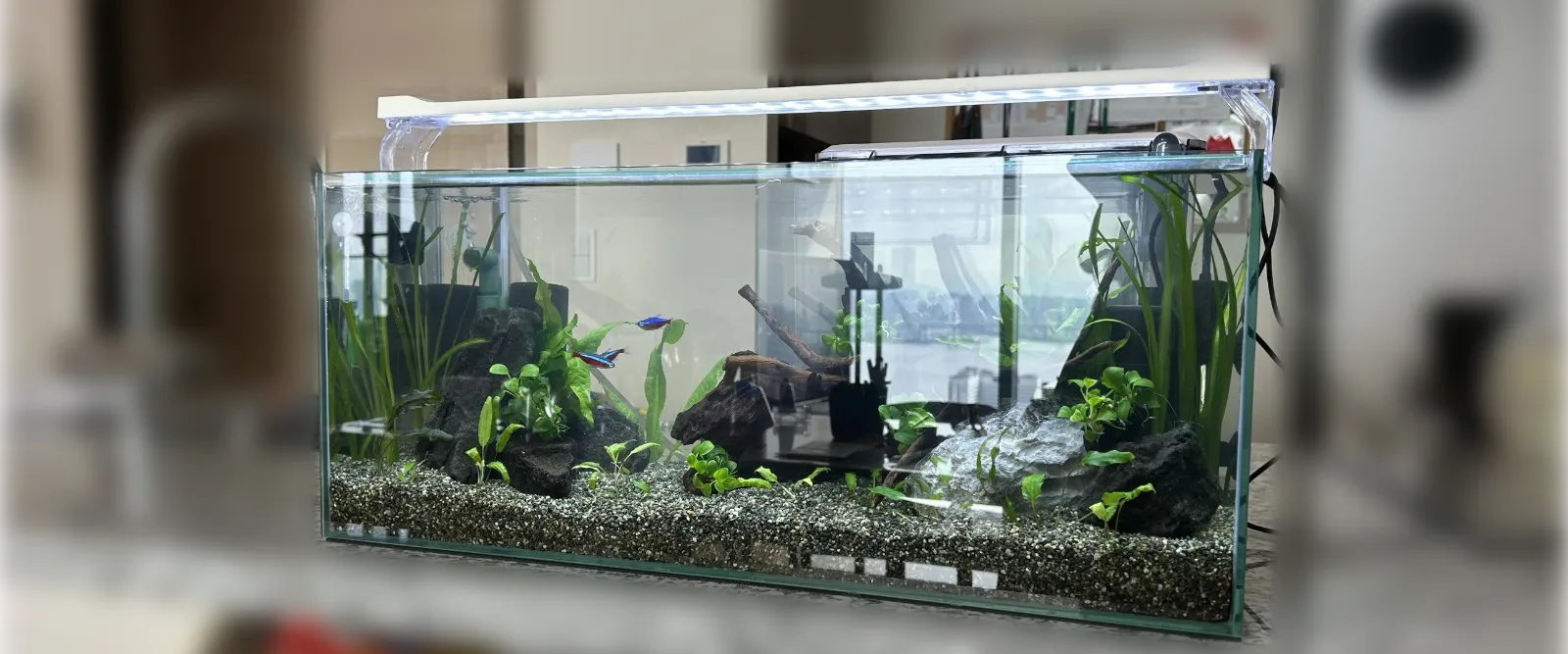 出張水槽掃除後の60cm水草水槽（左斜めから）