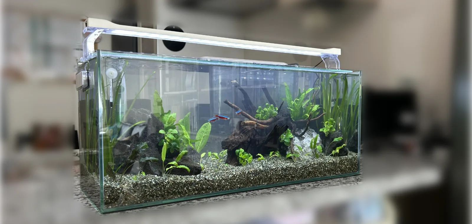 カージナルテトラが泳ぐ60cm水草水槽（右斜めから）