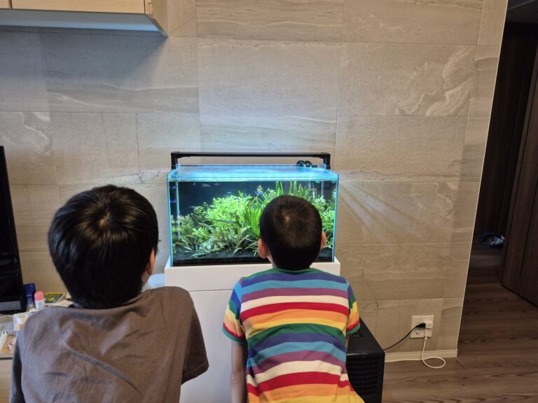 江東区のマンションで60cm熱帯魚水槽に見入るお子さま