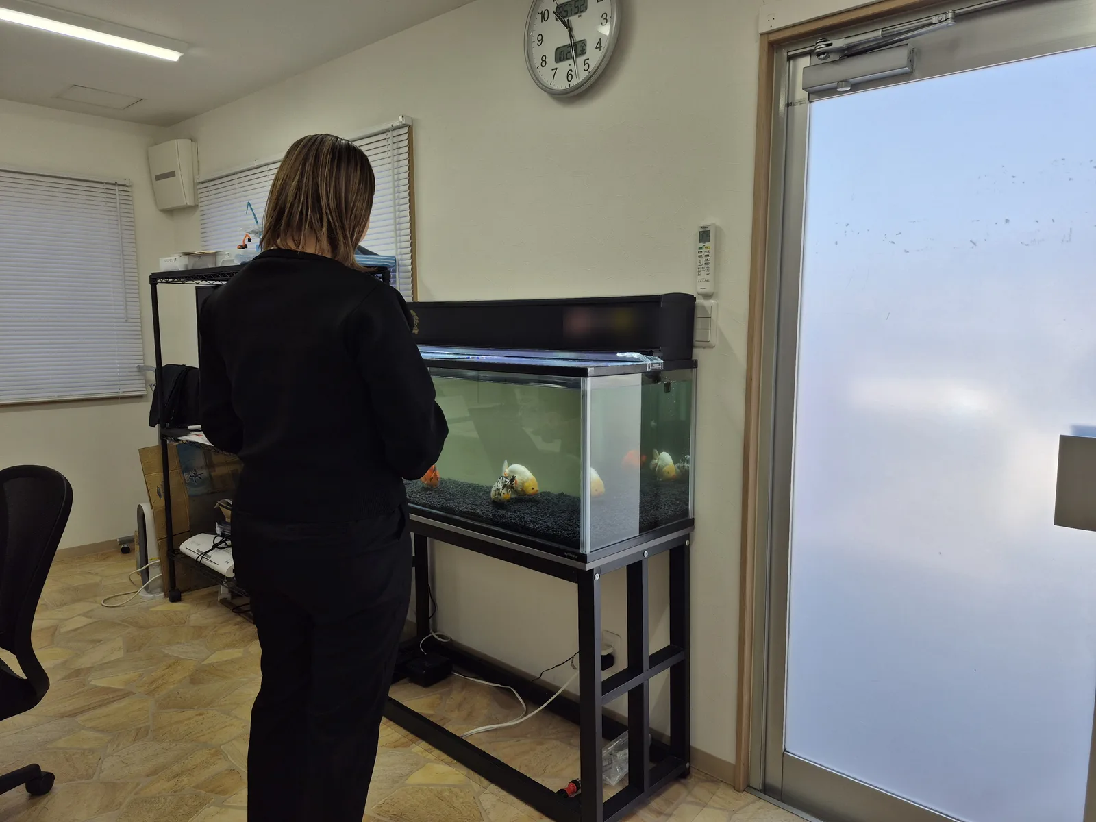 千葉県千葉市中央区の会社の事務所で、社員の方が120cmのらんちゅうの水槽をのぞいている様子