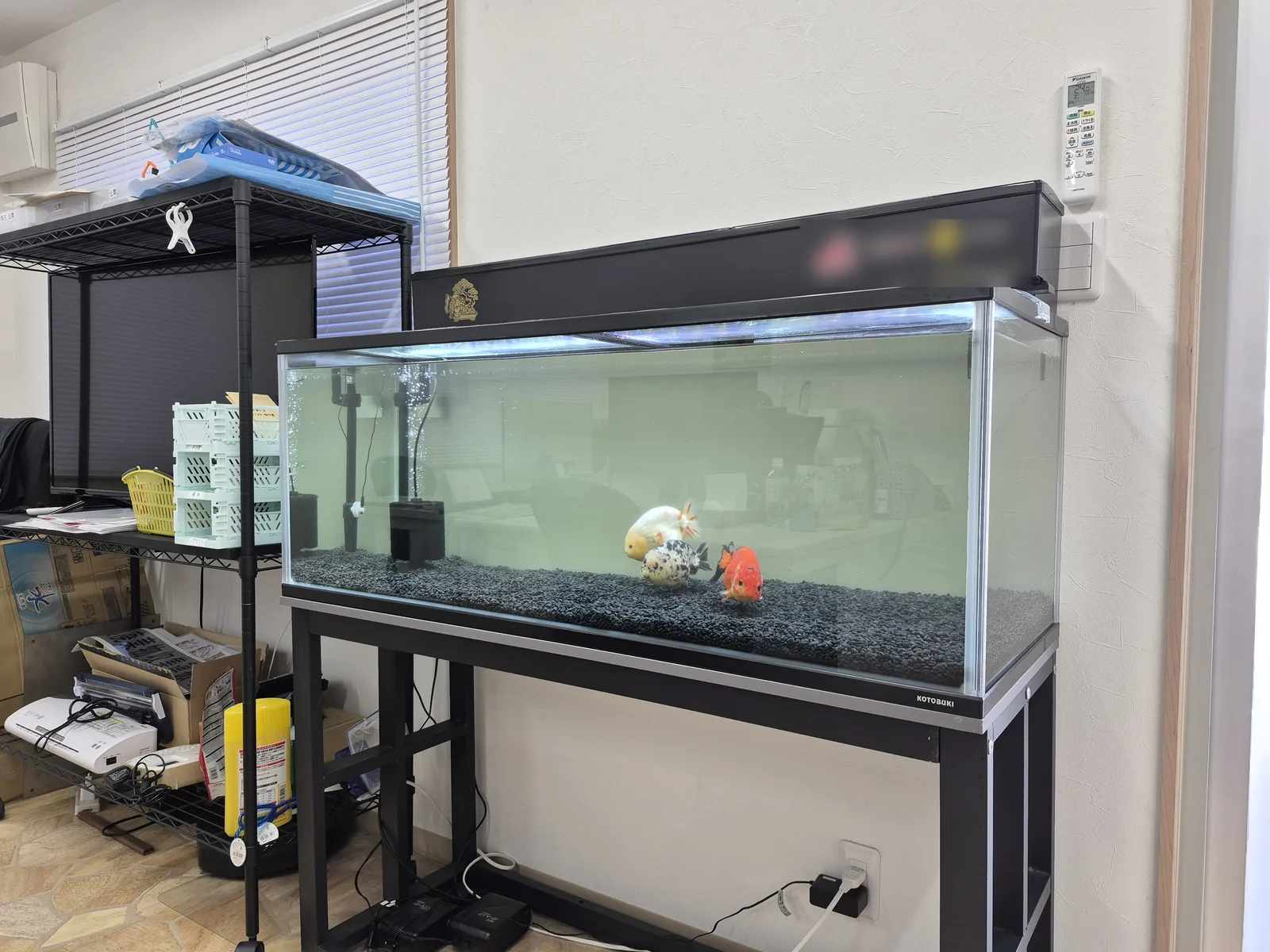 黒い砂利を敷いた120cm水槽で、赤いらんちゅうと仲間のらんちゅうが泳いでいる様子